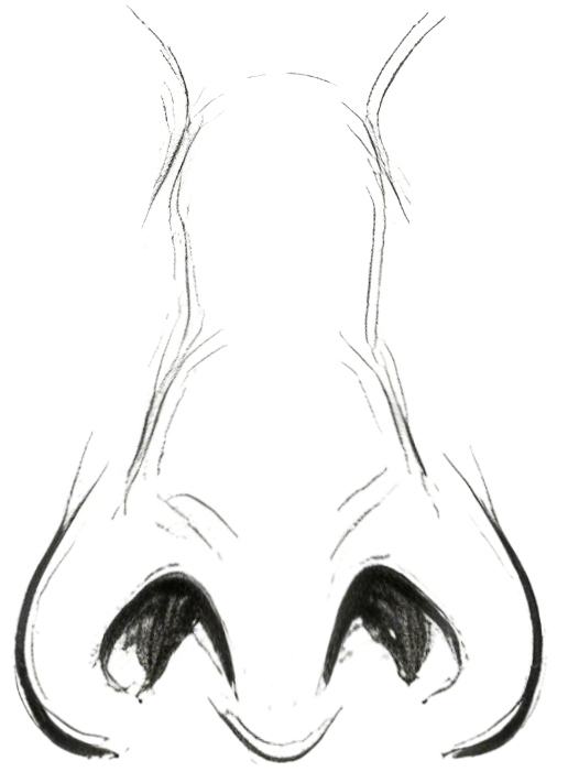 朝天鼻